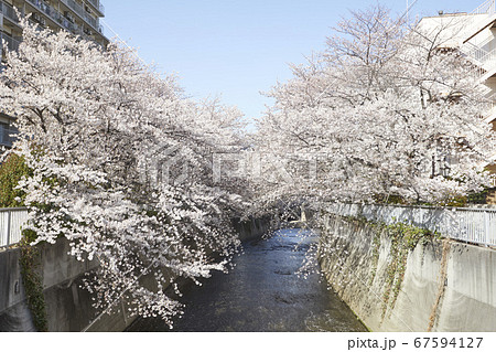 下落合　神田川沿いの桜 67594127