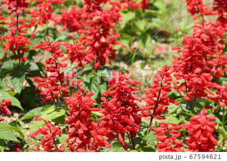 真っ赤なサルビアの花 67594621