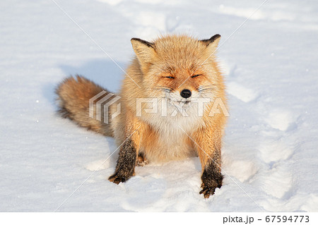 キタキツネ 冬 雪の中 北海道の写真素材