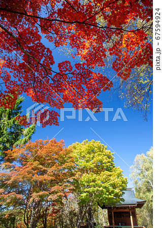 青空と燃えるようなカエデの紅葉1 青空と燃えるようなカエデの紅葉1 67594924