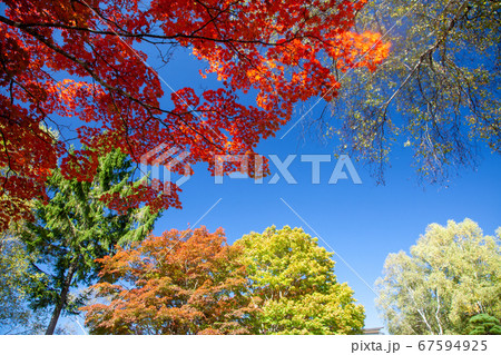 青空と燃えるようなカエデの紅葉2 青空と燃えるようなカエデの紅葉2 67594925