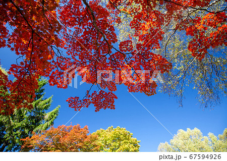 青空と燃えるようなカエデの紅葉3 67594926