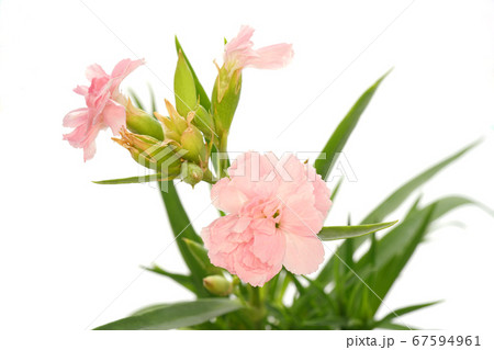 クローブピンク 67594961