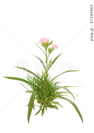 クローブピンク 67594964