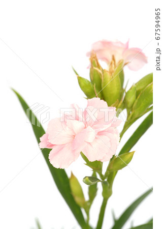 クローブピンク 67594965