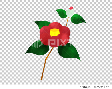 單一的紅色山茶花和芽水彩風格的插圖 單一的紅色山茶花和芽水彩風格的插圖 67595136