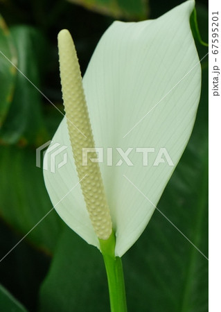 スパティフイルム　花長く伸びる 67595201