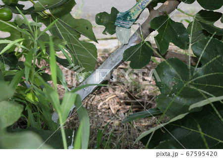 殺虫剤塗ったイチジク畑 67595420