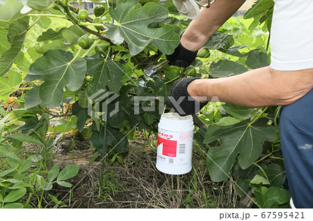 殺虫剤塗ったイチジク畑 殺虫剤塗ったイチジク畑 67595421