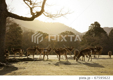 奈良公園の鹿 冬の朝日 奈良公園の鹿 冬の朝日 67595622