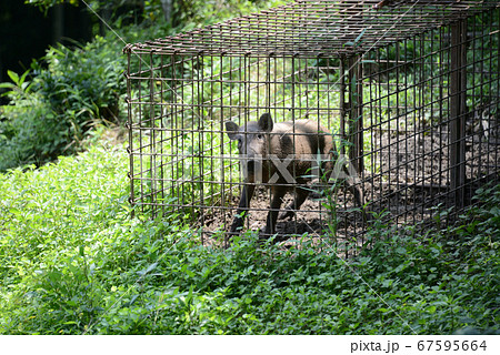 捕獲された野生のイノシシ 捕獲された野生のイノシシ 67595664