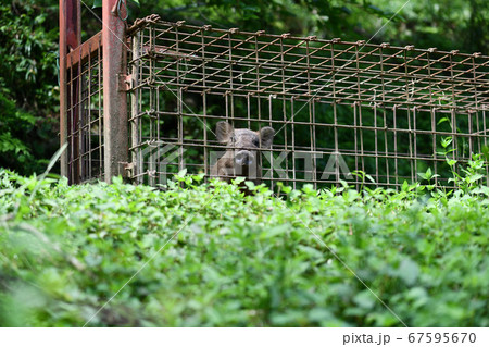 捕獲された野生のイノシシ 捕獲された野生のイノシシ 67595670