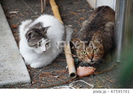 野良猫の雌猫がオス猫に鶏肉を譲るの写真素材