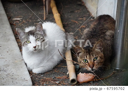 野良猫の雌猫がオス猫に鶏肉を譲るの写真素材