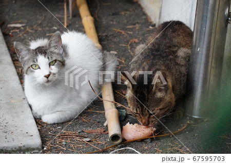 野良猫の雌猫がオス猫に鶏肉を譲る 野良猫の雌猫がオス猫に鶏肉を譲る 67595703