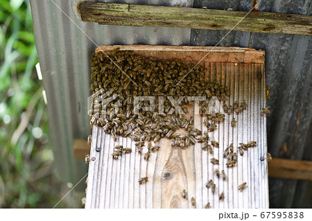 ミツバチと巣箱 ミツバチと巣箱 67595838