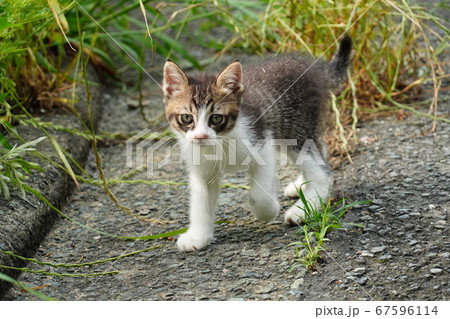 道路際で生活する野良猫の親子 道路際で生活する野良猫の親子 67596114