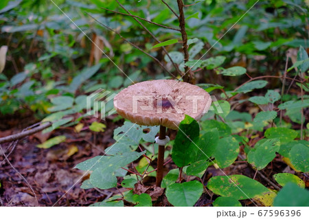 カラカサタケ 67596396