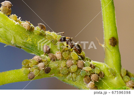 Colony of aphids and ants on garden plants 67596398