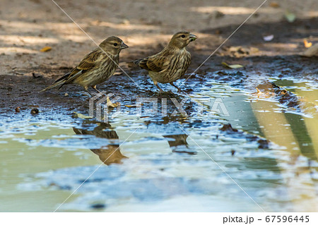 Common linnet (Carduelis cannabina) Common linnet (Carduelis cannabina) 67596445