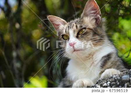 左目も上をマダニに刺されている野良猫 左目も上をマダニに刺されている野良猫 67596519