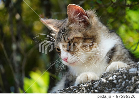 左目も上をマダニに刺されている野良猫 67596520