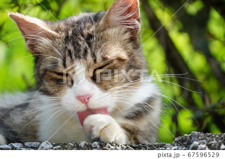 左目も上をマダニに刺されている野良猫 67596529