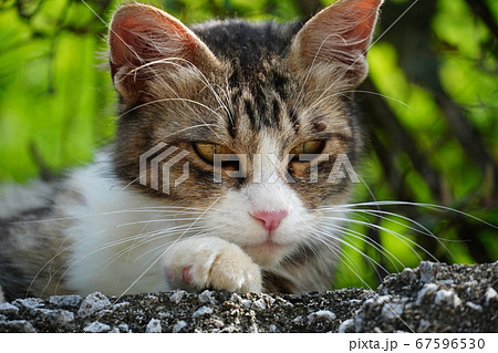 左目も上をマダニに刺されている野良猫 67596530