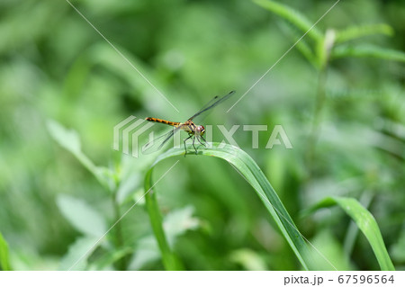 未熟なマユタテアカネの♀ 67596564