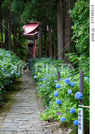文殊堂と紫陽花　山形県 67596614