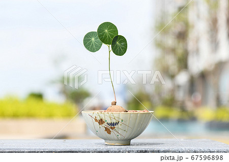 Stephania erecta 67596898