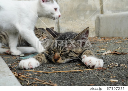 睡魔と戦うキジトラの仔猫 67597225
