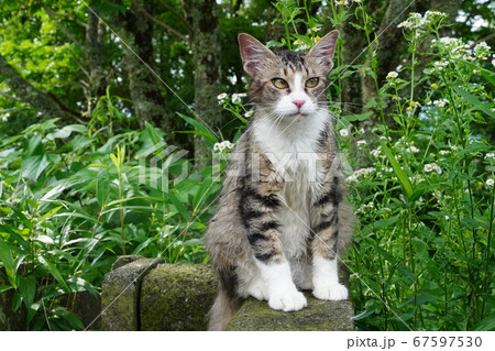 雨に濡れた野良猫のキジトラ白 雨に濡れた野良猫のキジトラ白 67597530