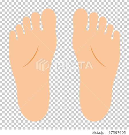 Vector illustration of sole (without main line) Vector illustration of sole (without main line) 67597605