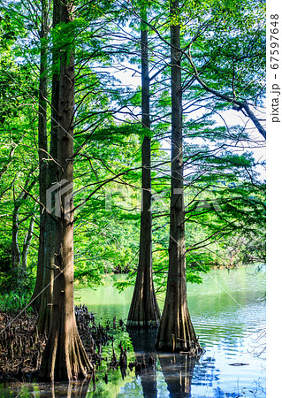 新緑の篠栗九大の森　【福岡県糟屋郡篠栗町】 67597648