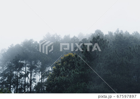 Trees and green forest entrances in the rainy 67597897