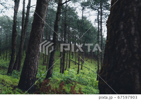 Trees and green forest entrances in the rainy Trees and green forest entrances in the rainy 67597903