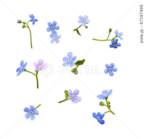 Set of blue forget-me-not flowers Set of blue forget-me-not flowers 67597999