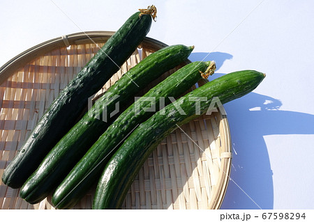 キュウリ　胡瓜　きゅうり 67598294