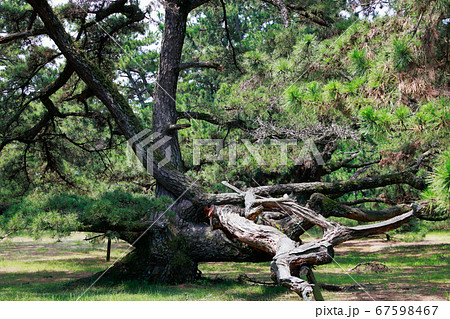 松の木 67598467