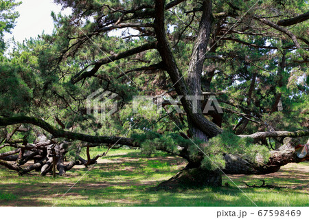 松の木 67598469