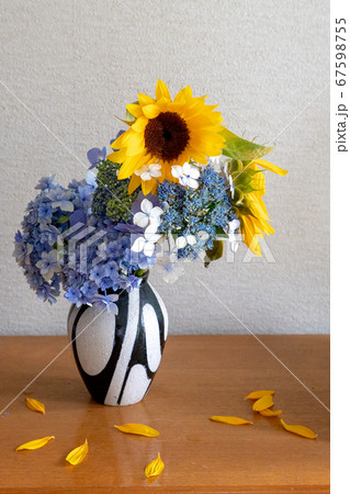 ひまわりと紫陽花 67598755