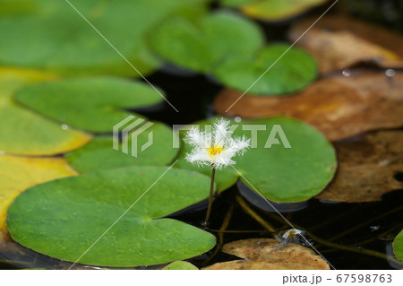 「ガガブタ」の白い花とハート型の葉 「ガガブタ」の白い花とハート型の葉 67598763