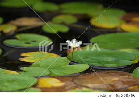 「ガガブタ」の白い花とハート型の葉 67598766