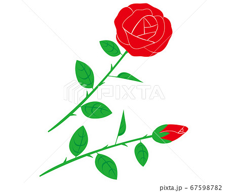 赤いバラの花のベクターイラスト 67598782