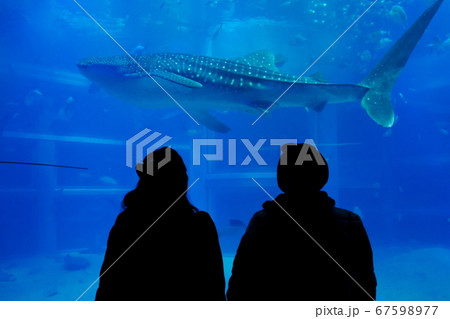 水族館 67598977