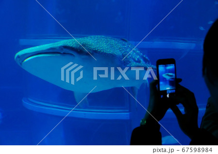 水族館 67598984