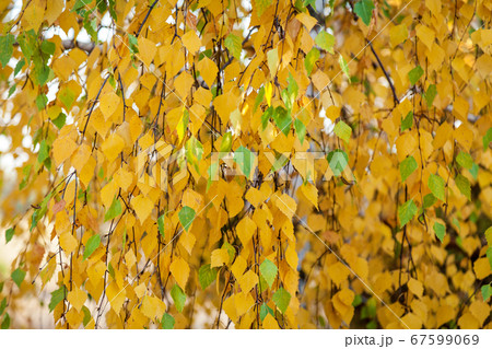 A close-up view of an autumn tree 67599069