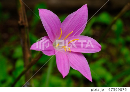 サフランモドキの花の写真素材