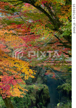 鹿児島県霧島市のジオパーク、新川渓谷の紅葉　秋の霧島市の天降川沿いの紅葉 67599195